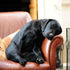 JUMBO ART - AFTER THE WALK - HUGE 1 Metre Square Canvas